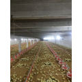 Auto Poultry Equipments Have Agent in Paksitan